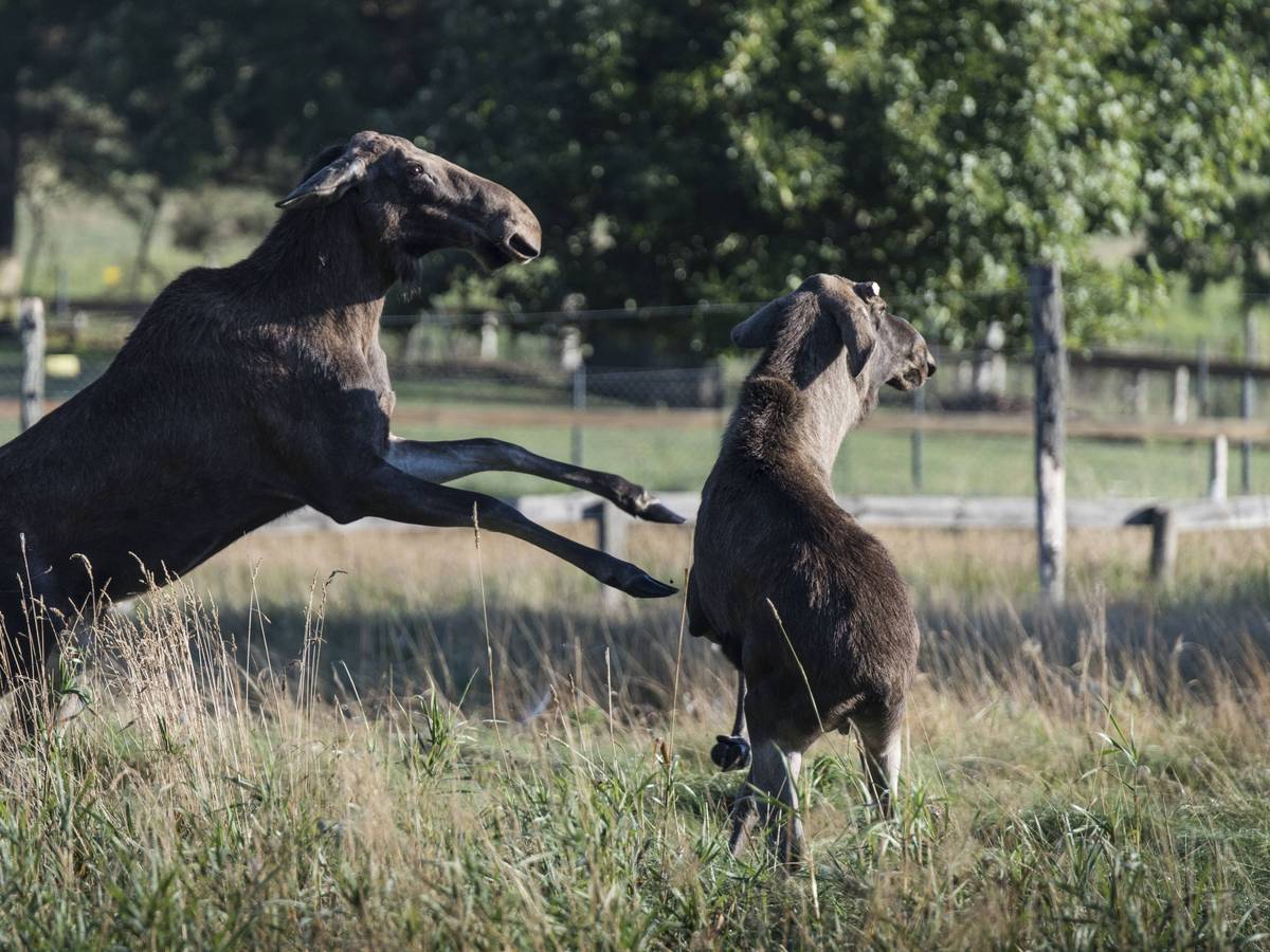 Elchkuh mit Kalb.
