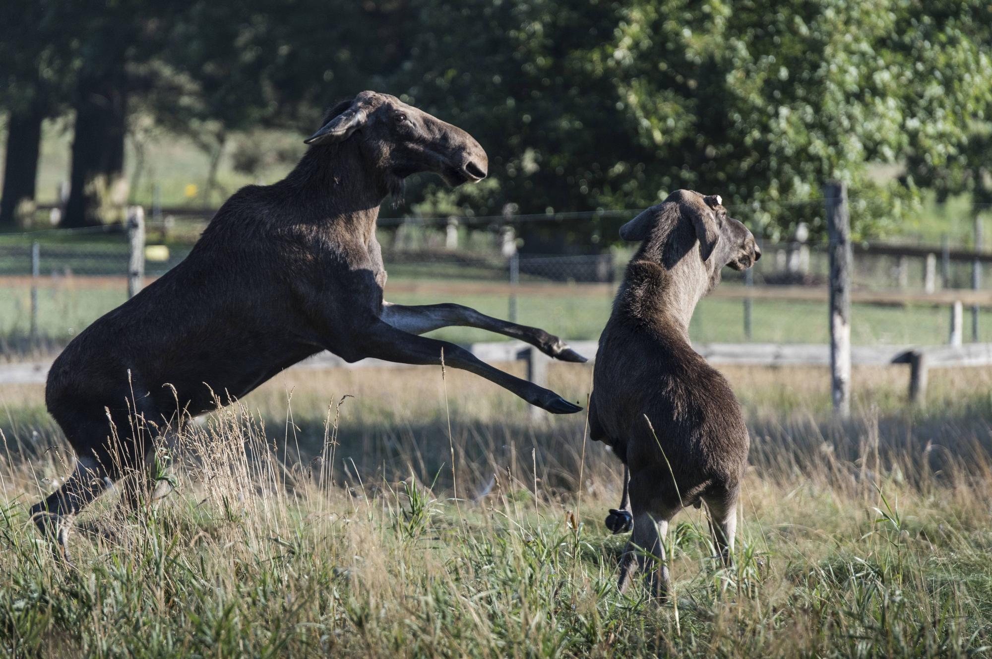 Elchkuh mit Kalb.