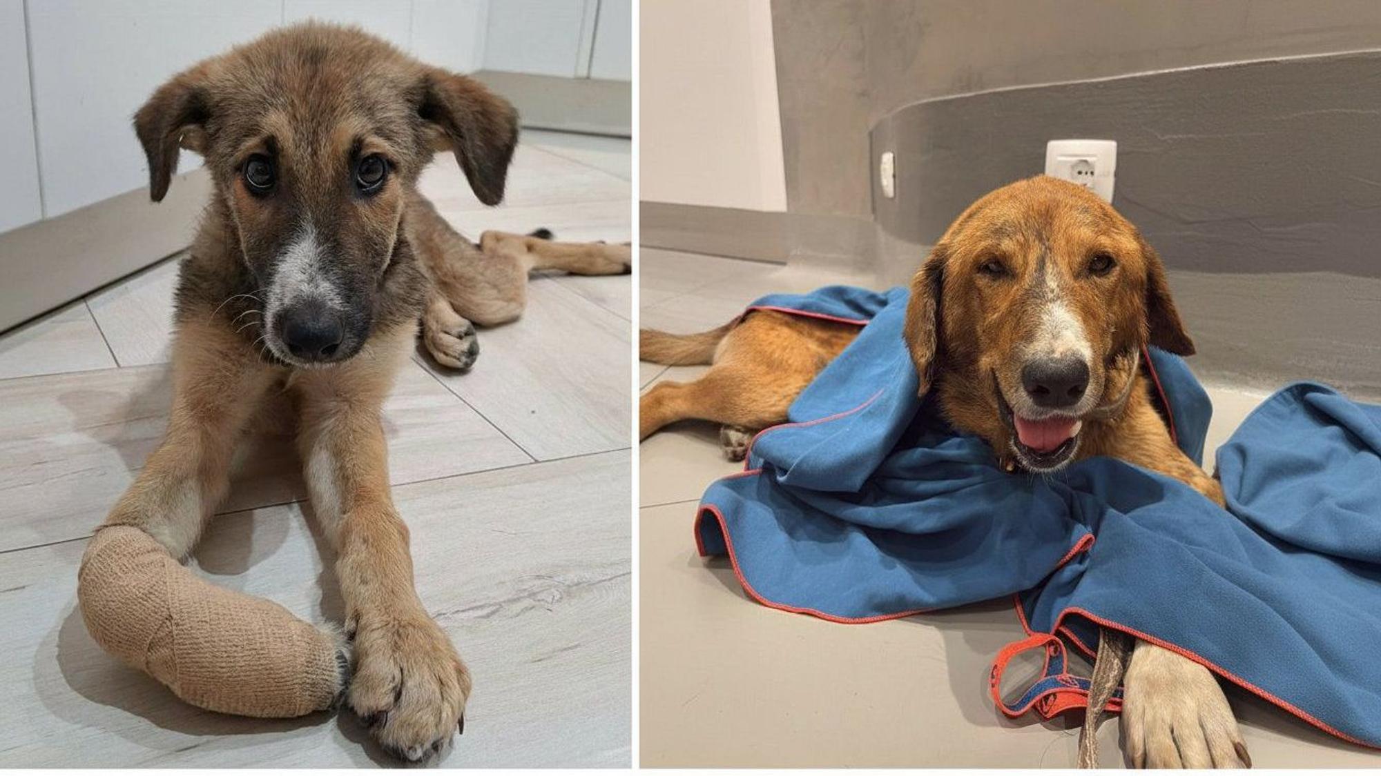 Die beiden albanischen Straßenhunde Ilya (li.) und Luna