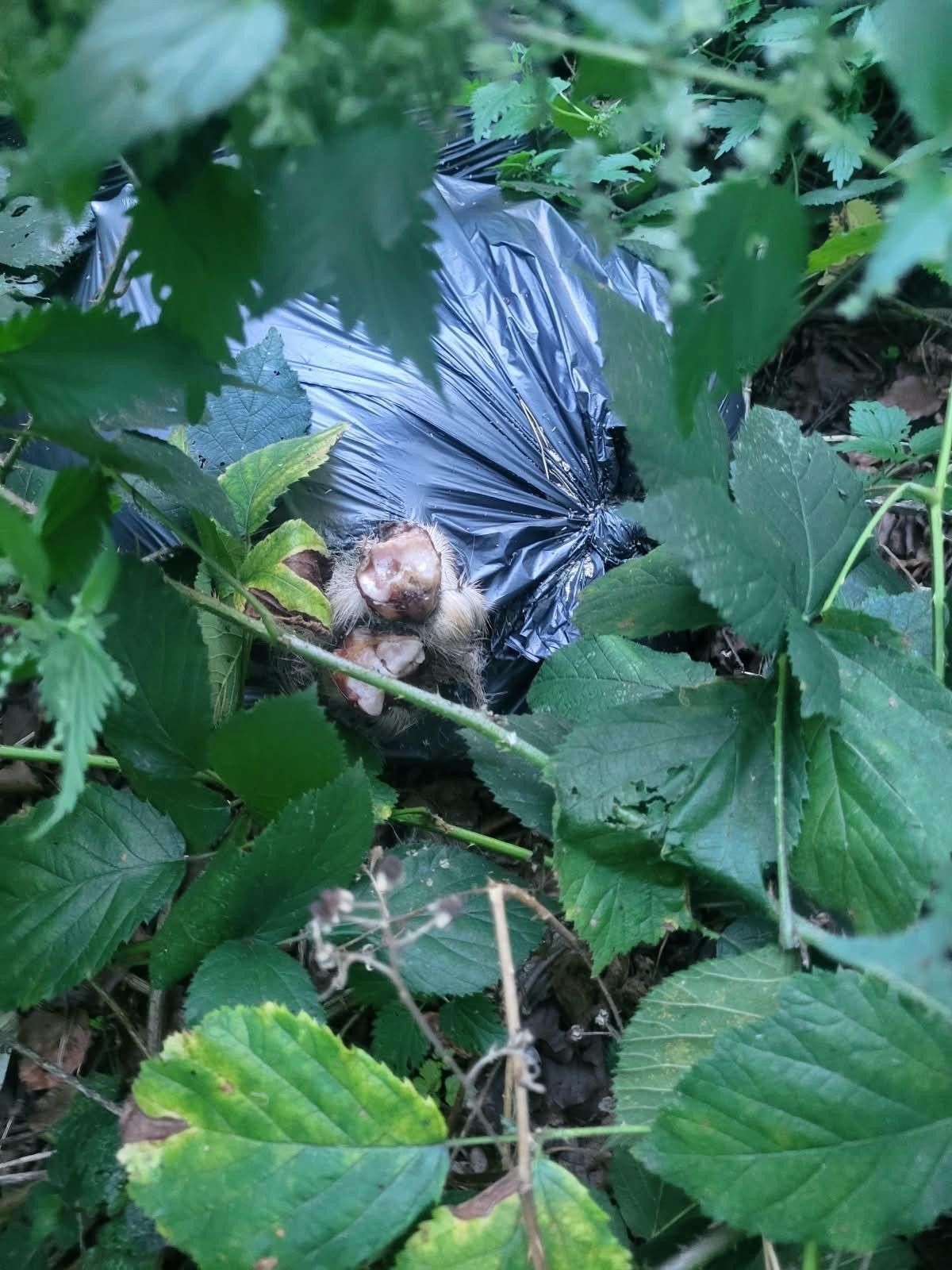 Ein Müllsack liegt in einem Gebüsch.