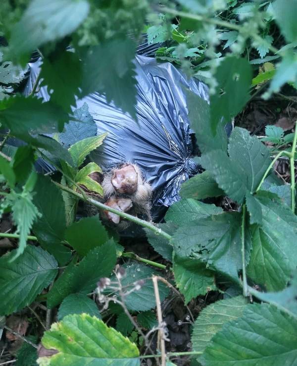 Ein Müllsack liegt in einem Gebüsch.