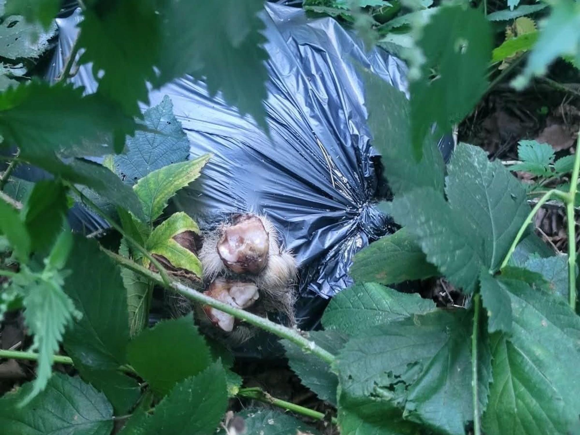 Ein Müllsack liegt in einem Gebüsch.