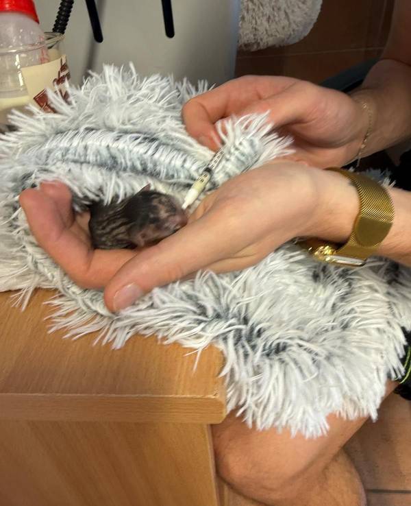 Ein winziges Katzenbaby liegt in der Hand einer Frau und wird mit einer Spritze gefüttertn.