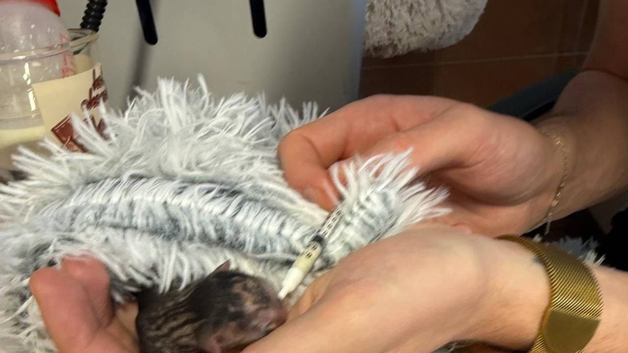 Ein winziges Katzenbaby liegt in der Hand einer Frau und wird mit einer Spritze gefüttertn.