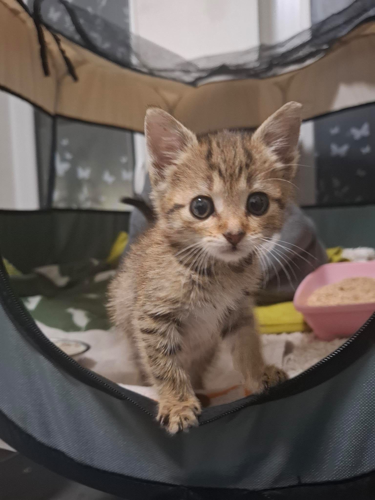 Ein Katzenbaby guckt aus einem Korb raus.