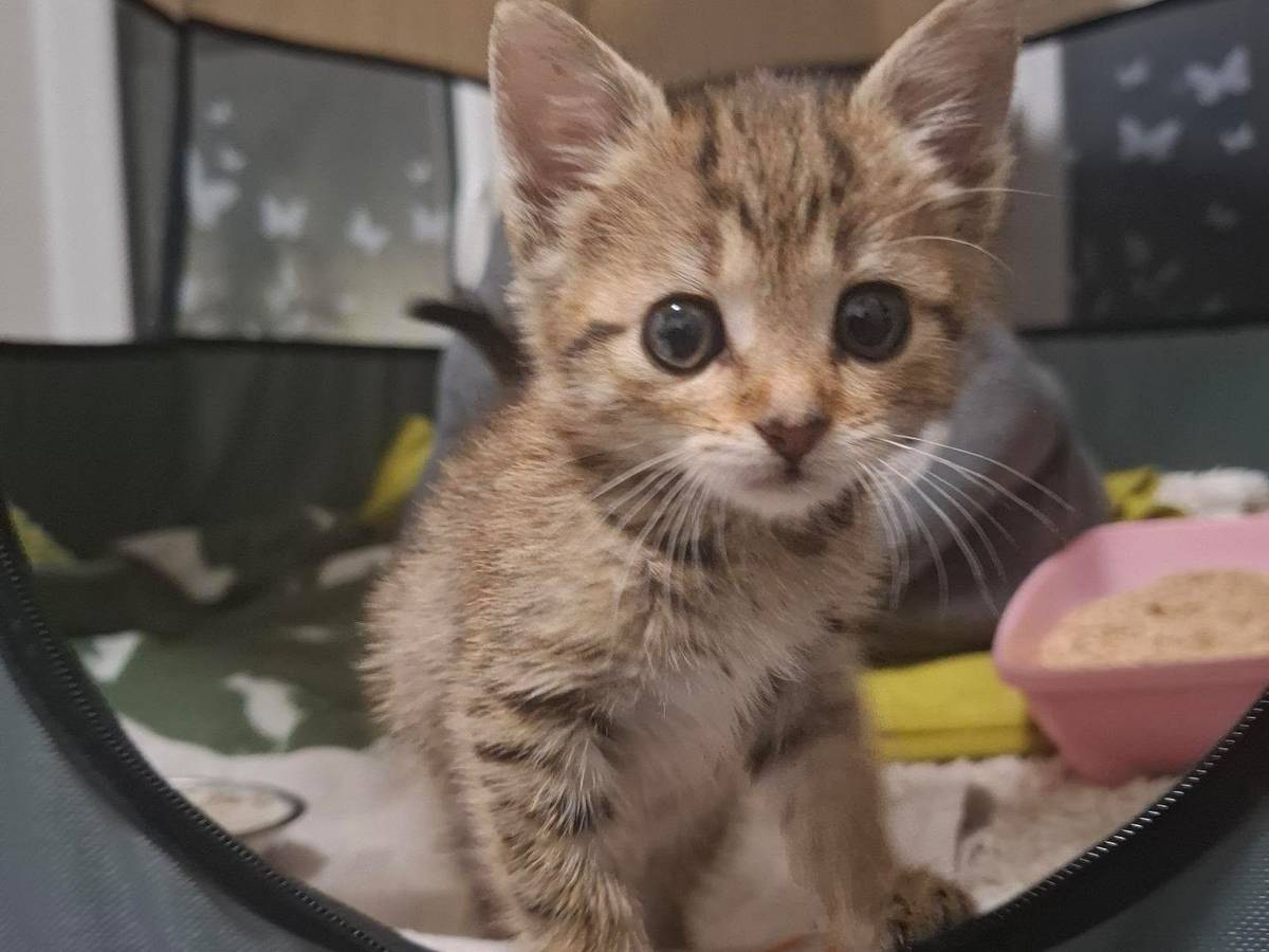 Ein Katzenbaby guckt aus einem Korb raus.