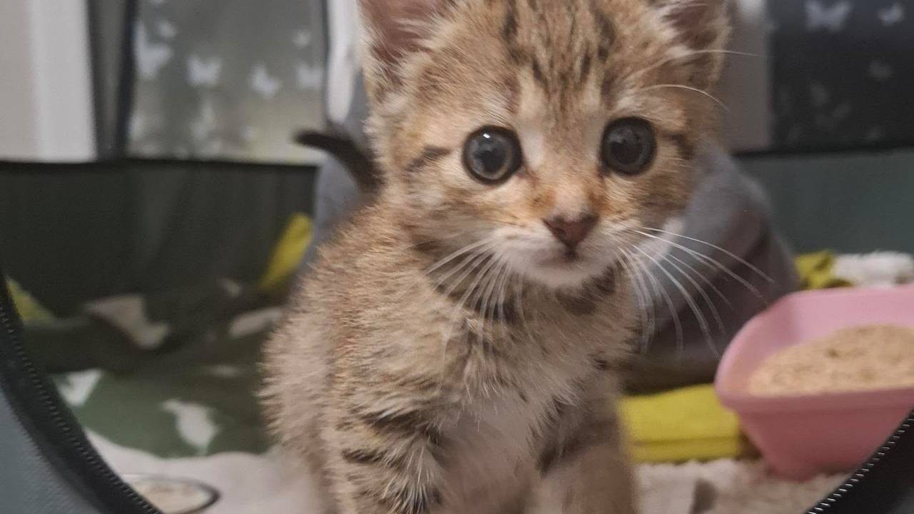 Ein Katzenbaby guckt aus einem Korb raus.