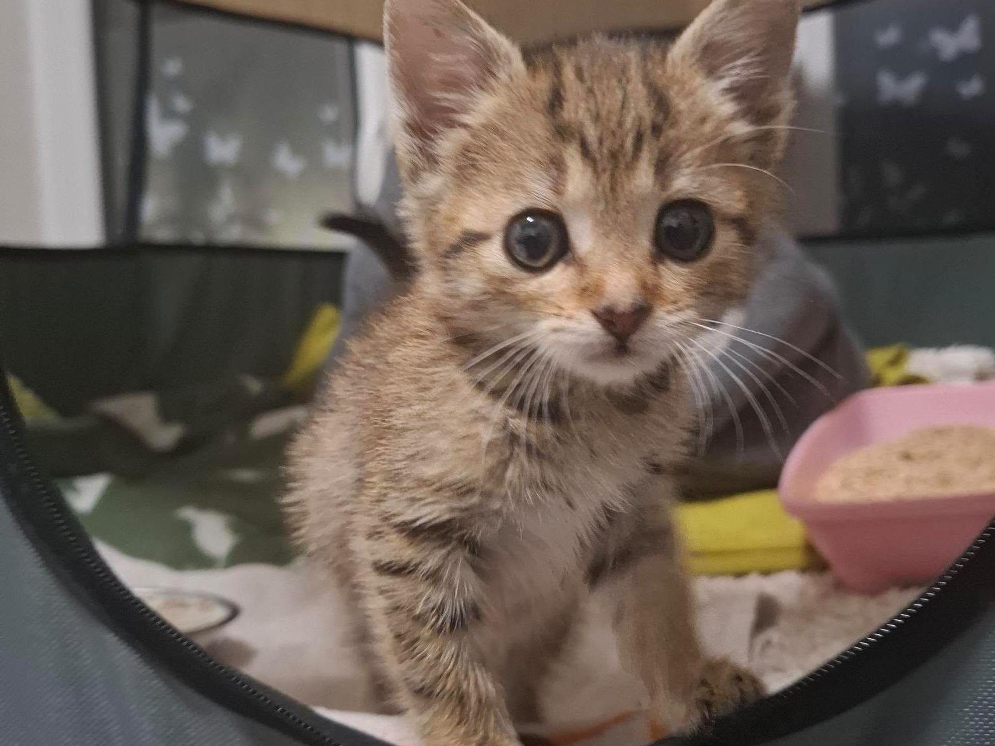 Ein Katzenbaby guckt aus einem Korb raus.