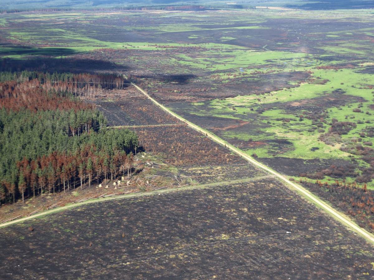 Zerstörung nach den Waldbränden im Hohen Venn