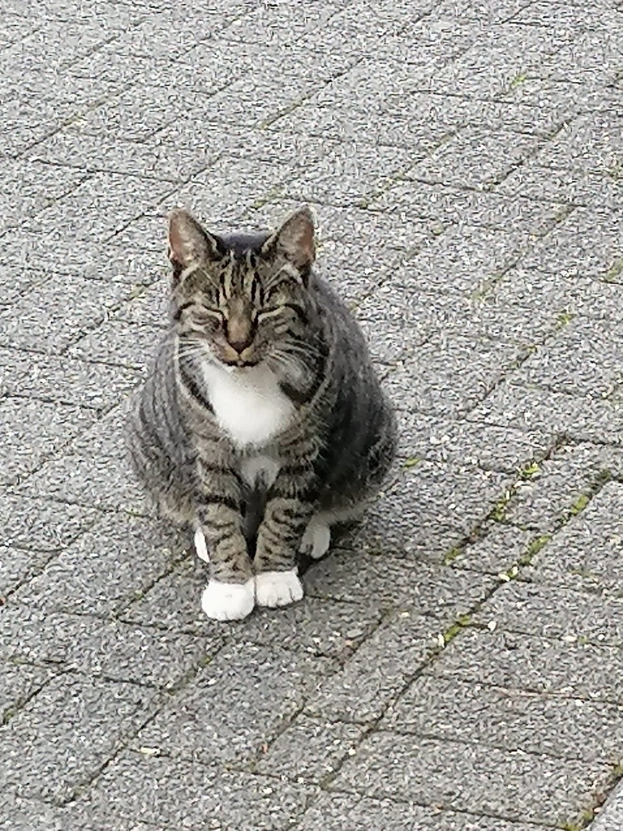 Eine gut genährte Katze sitzt auf steinigem Untergrund.