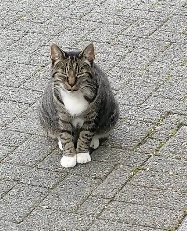 Eine gut genährte Katze sitzt auf steinigem Untergrund.