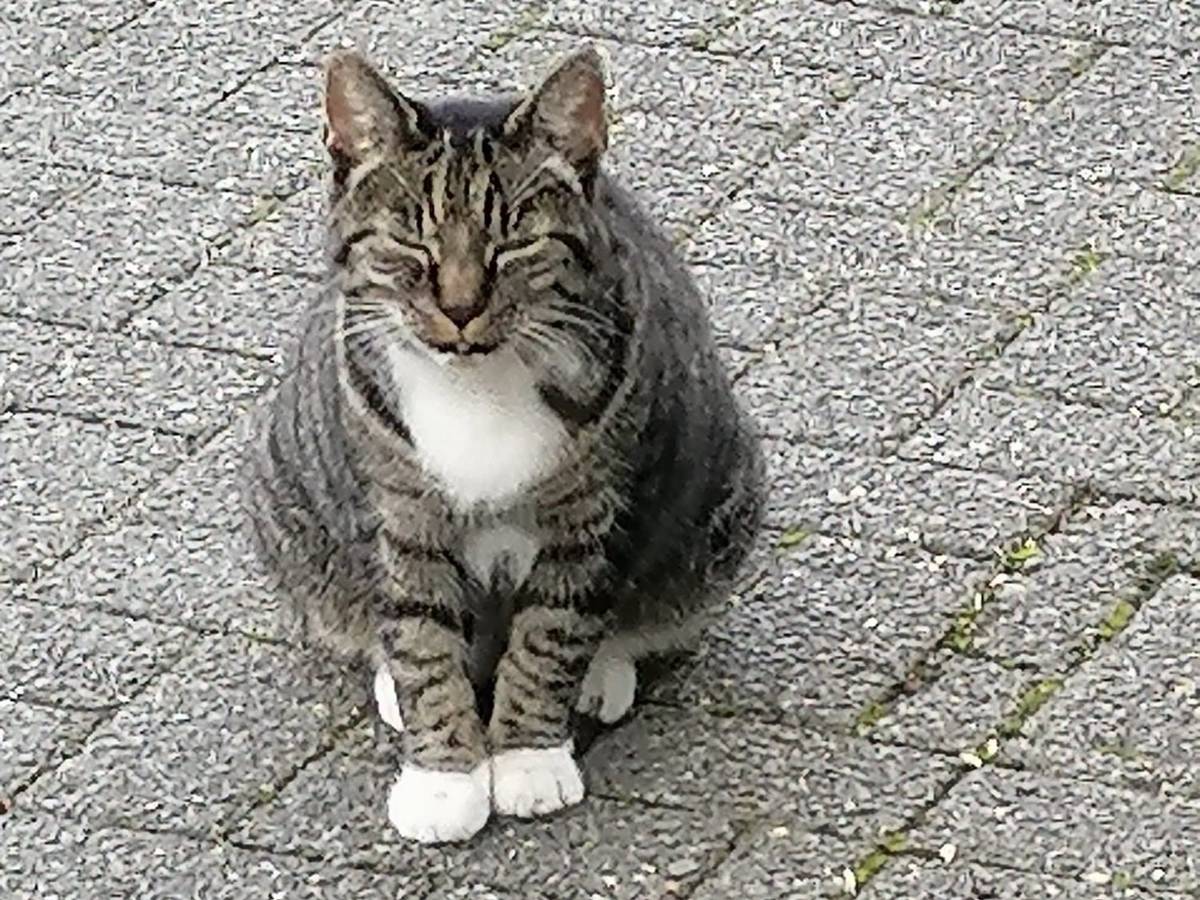 Eine gut genährte Katze sitzt auf steinigem Untergrund.