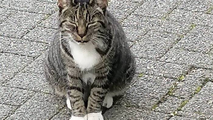 Eine gut genährte Katze sitzt auf steinigem Untergrund.