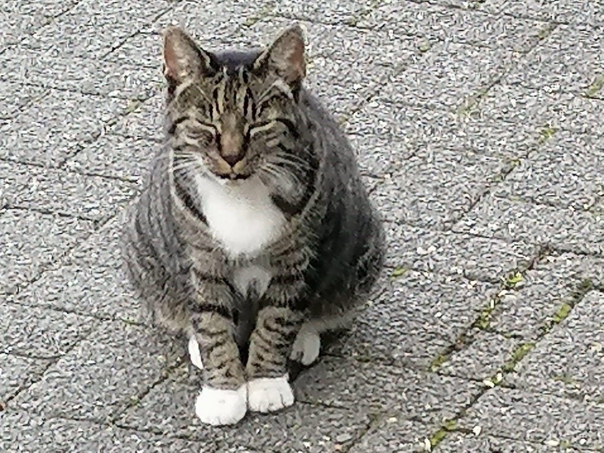 Eine gut genährte Katze sitzt auf steinigem Untergrund.