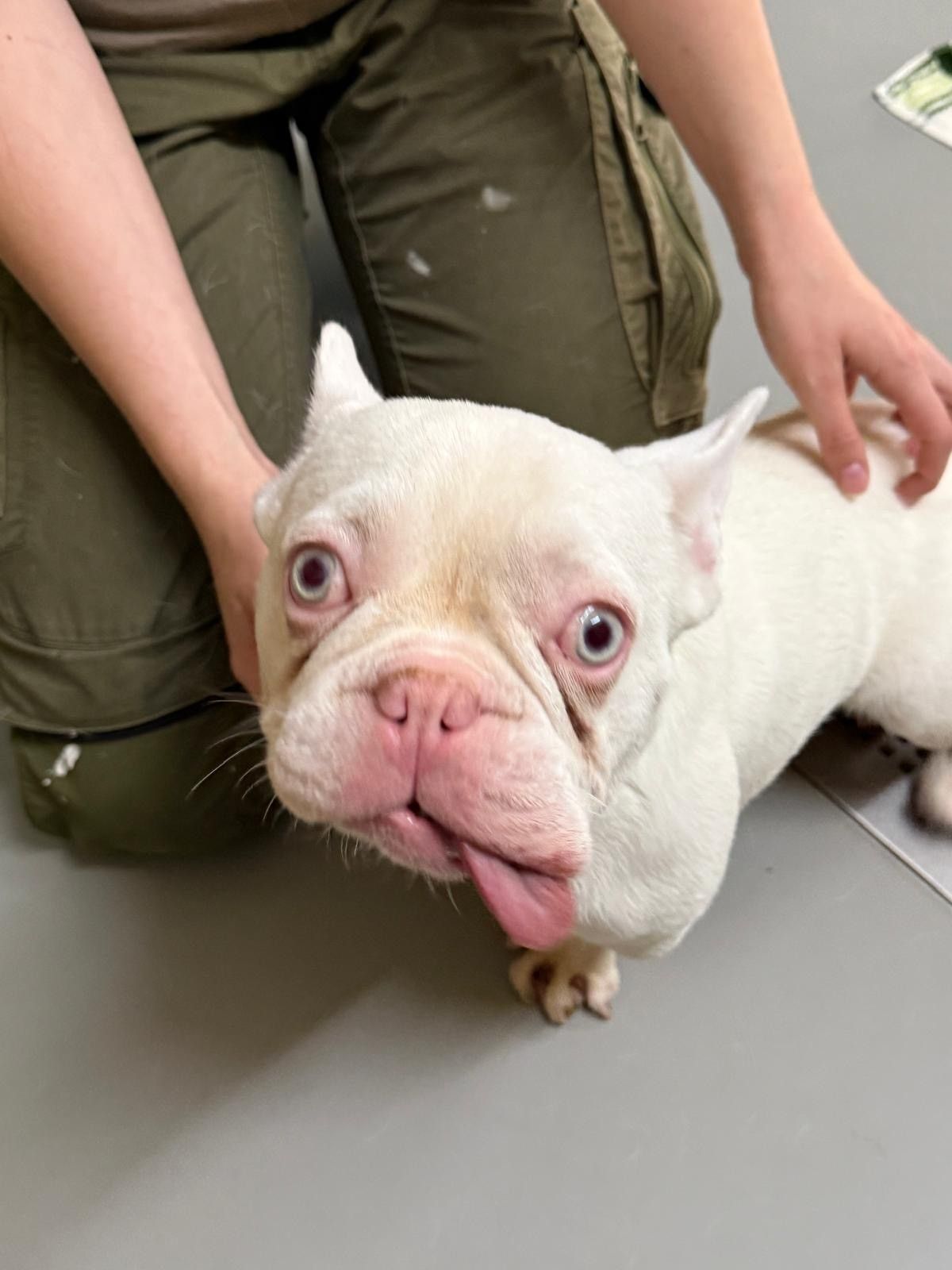 Einer Bulldogge hängt die Zunge aus dem Maul.