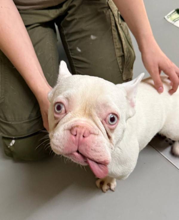 Einer Bulldogge hängt die Zunge aus dem Maul.