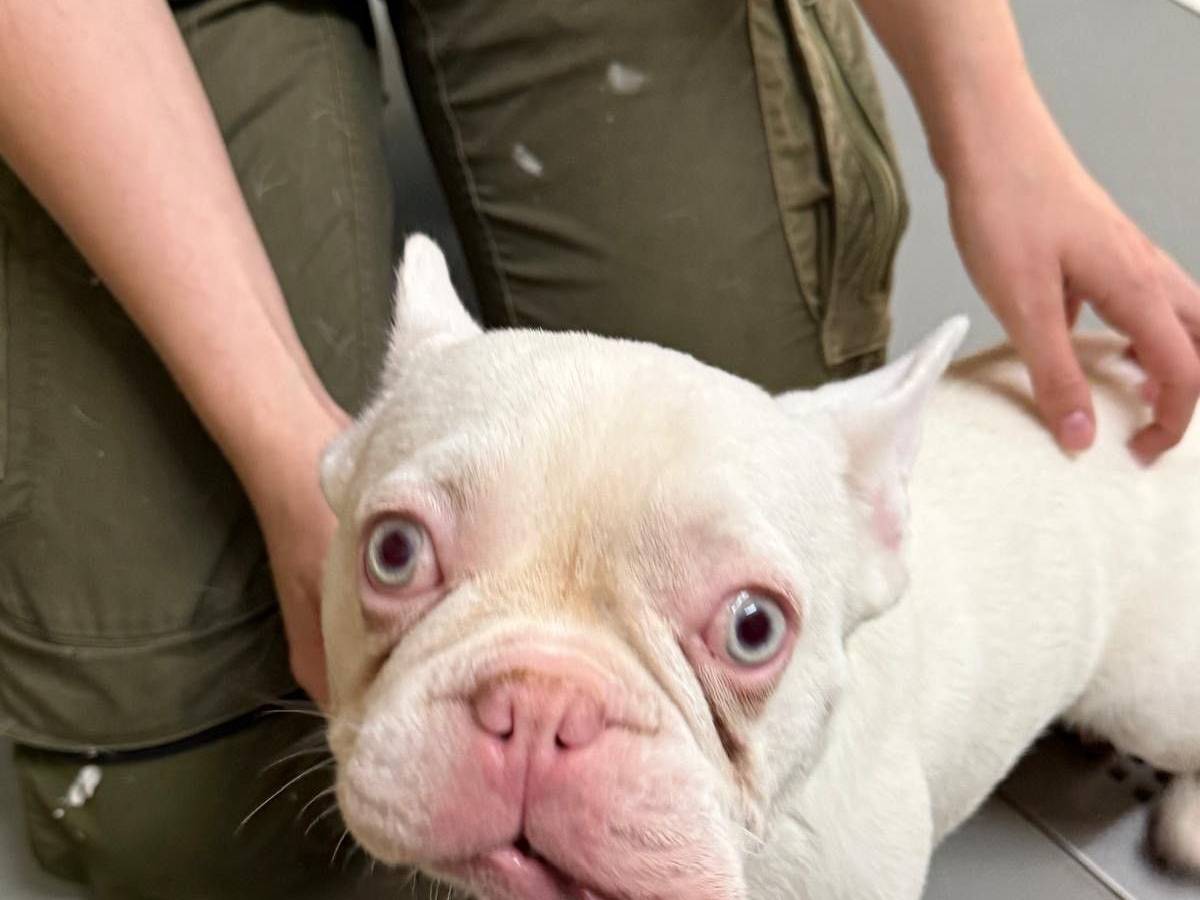 Einer Bulldogge hängt die Zunge aus dem Maul.