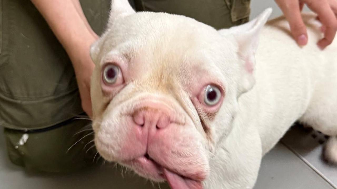 Einer Bulldogge hängt die Zunge aus dem Maul.