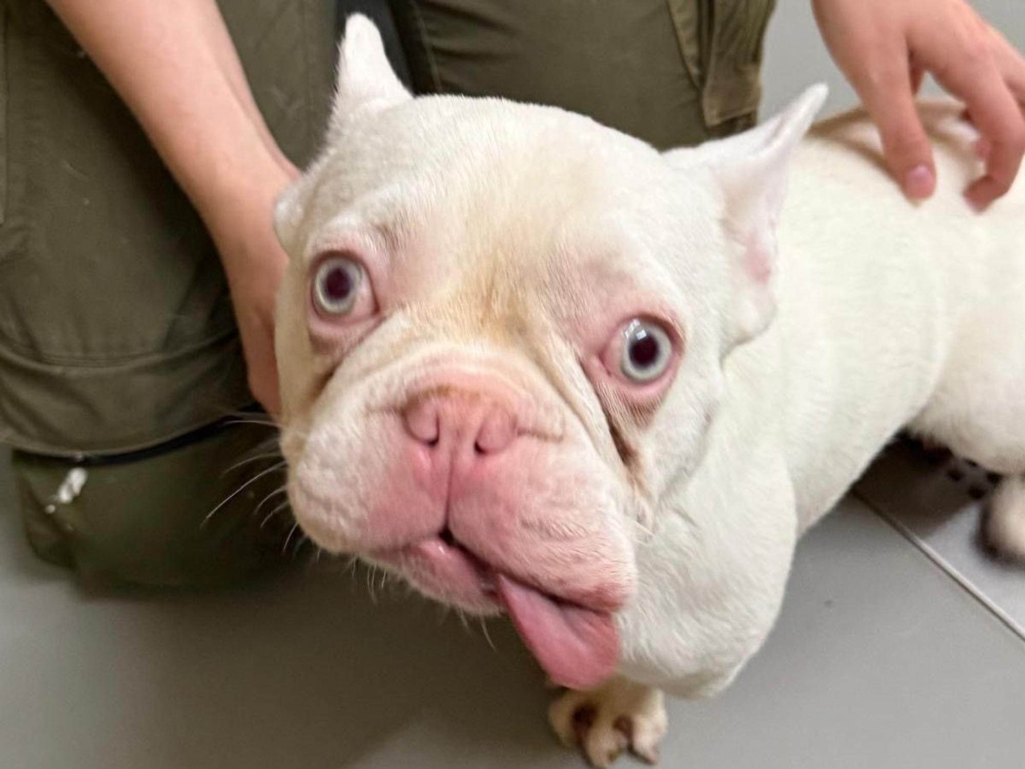Einer Bulldogge hängt die Zunge aus dem Maul.