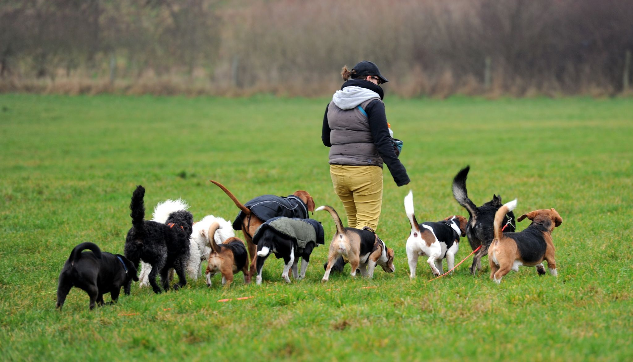 Eine Frau geht geht mit zehn Hunden auf einer Wiese Gassi.