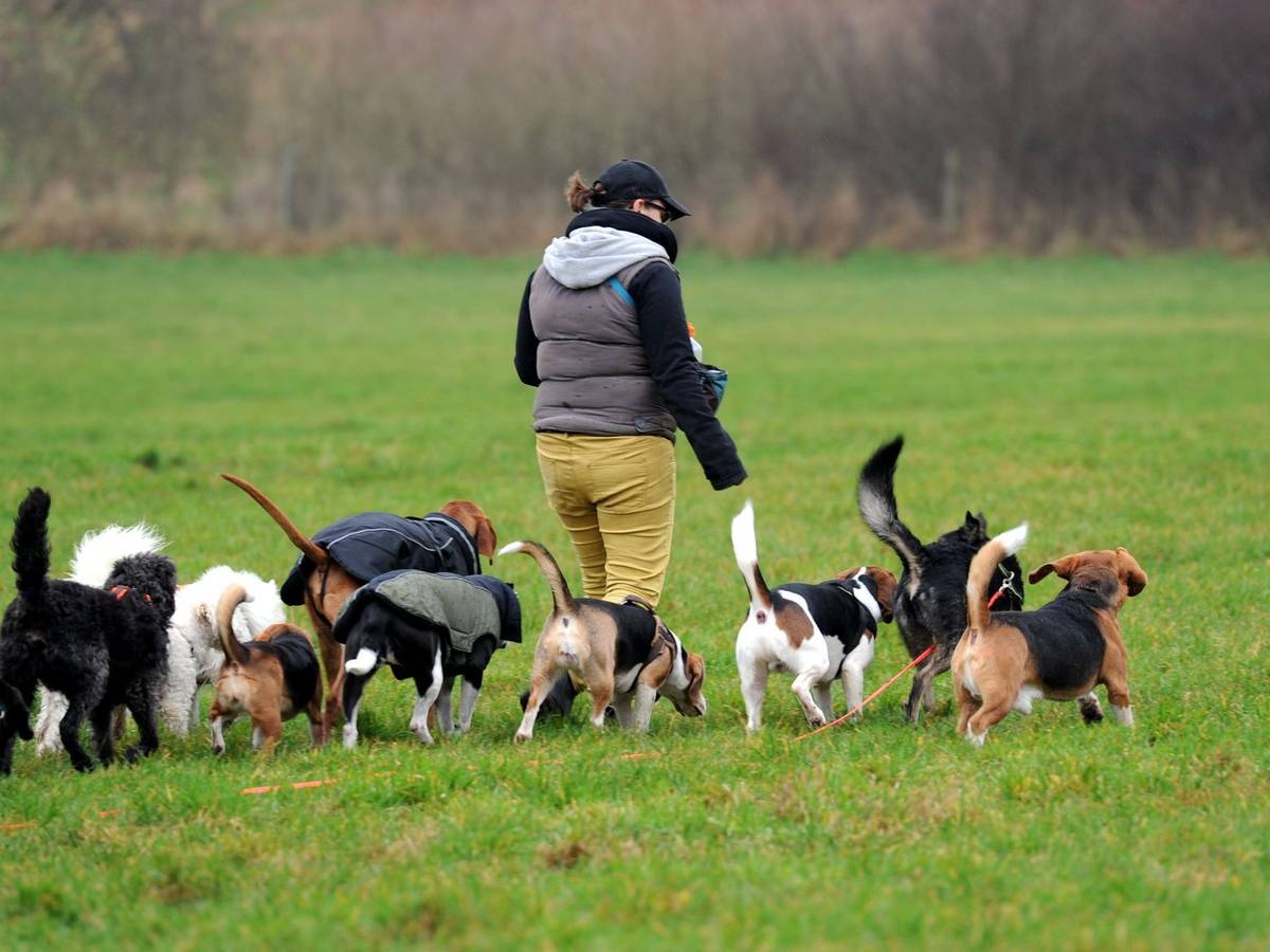 Eine Frau geht geht mit zehn Hunden auf einer Wiese Gassi.
