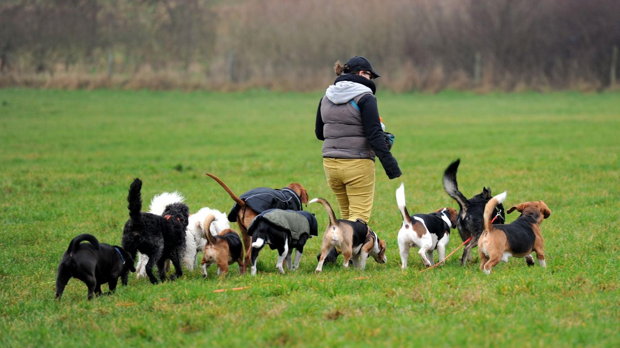 Eine Frau geht geht mit zehn Hunden auf einer Wiese Gassi.