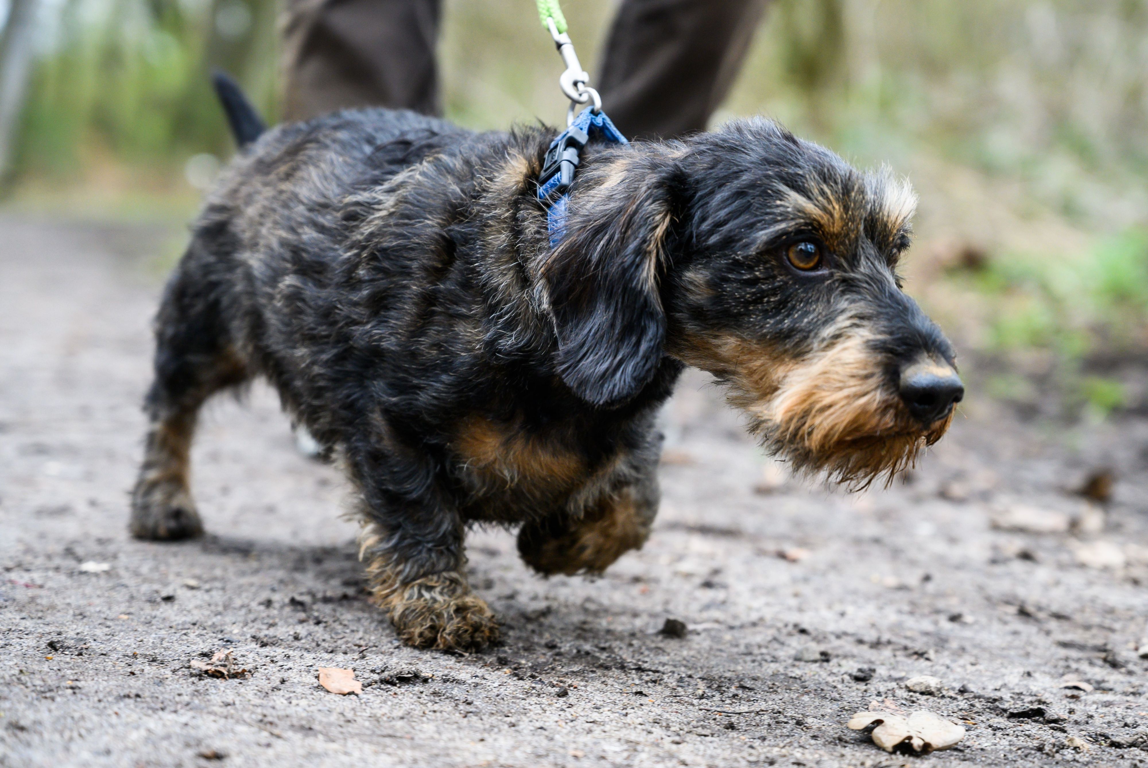 Gassi gehen? Wer einen solchen Service für seinen Hund bucht, kann die Kosten dafür in bestimmten Fällen steuerlich geltend machen.