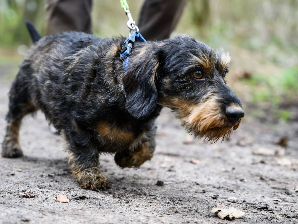Gassi gehen? Wer einen solchen Service für seinen Hund bucht, kann die Kosten dafür in bestimmten Fällen steuerlich geltend machen.