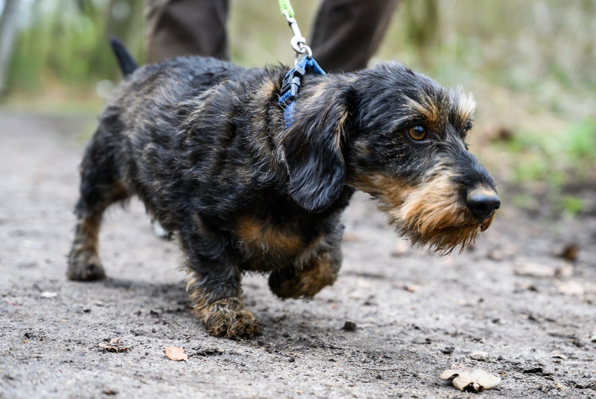 Gassi gehen? Wer einen solchen Service für seinen Hund bucht, kann die Kosten dafür in bestimmten Fällen steuerlich geltend machen.