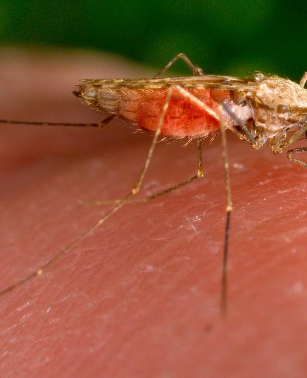 Anopheles-gambiae-Mücke