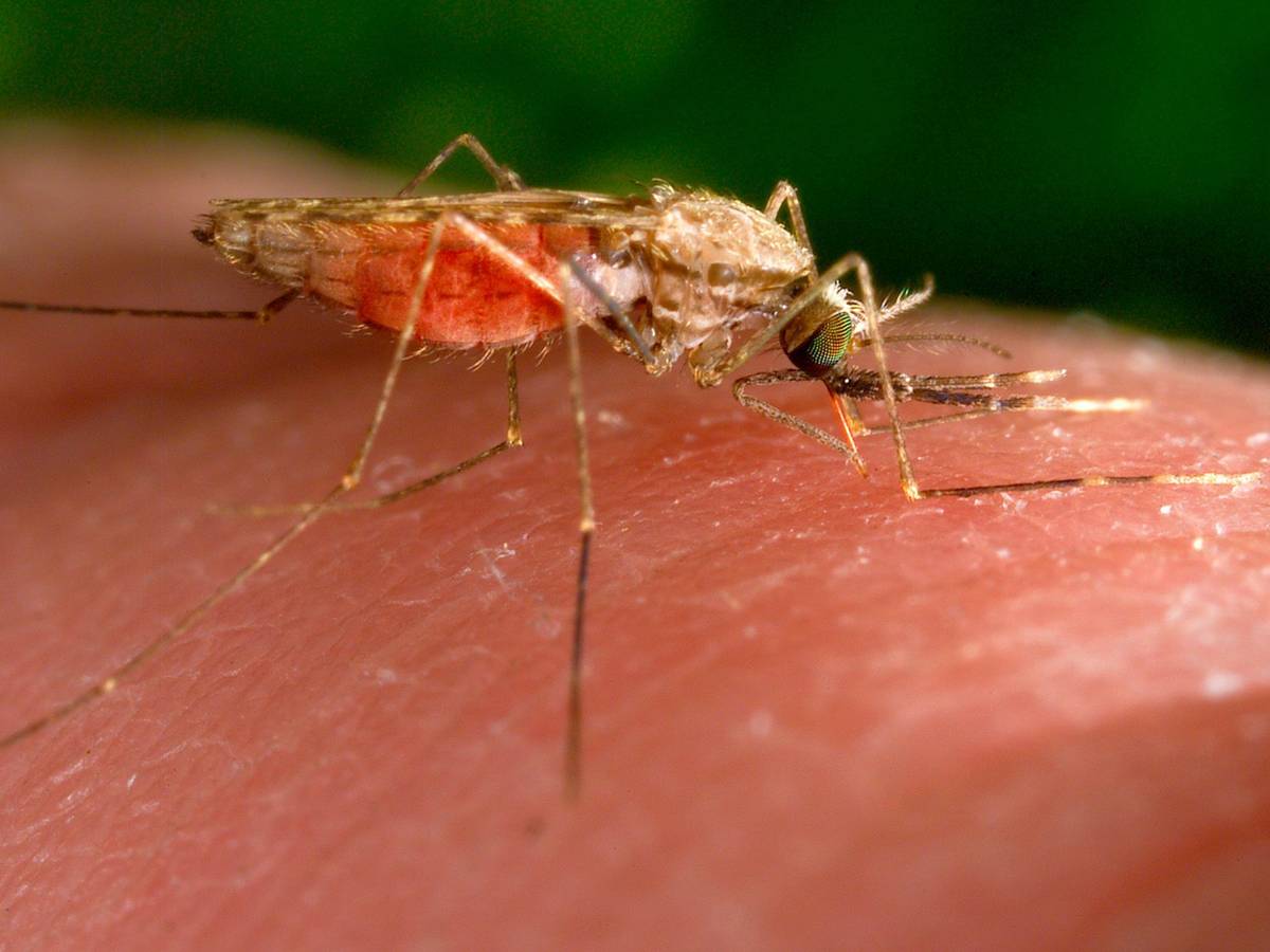 Anopheles-gambiae-Mücke