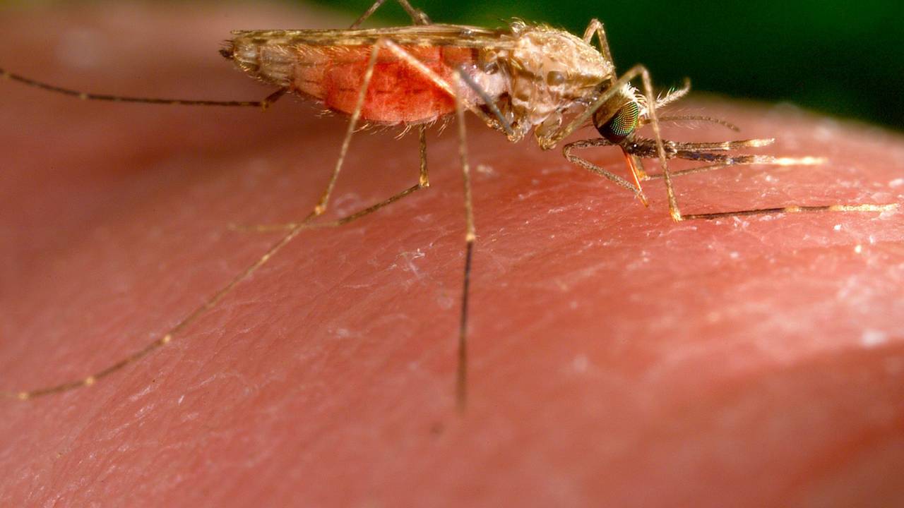 Anopheles-gambiae-Mücke