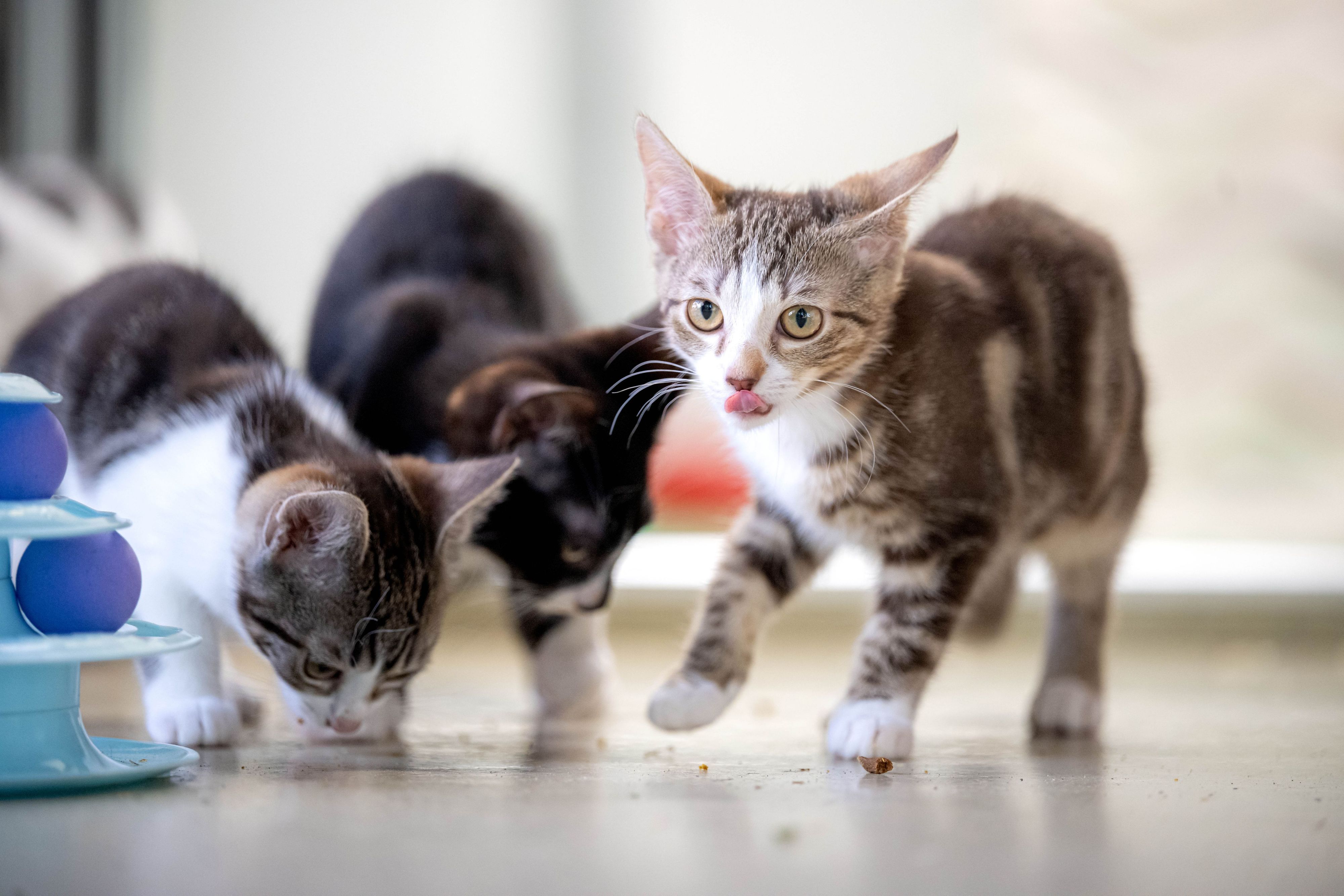 Drei junge Katzen fressen oder lecken sich die Nase.