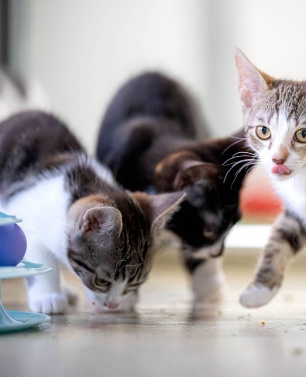 Drei junge Katzen fressen oder lecken sich die Nase.