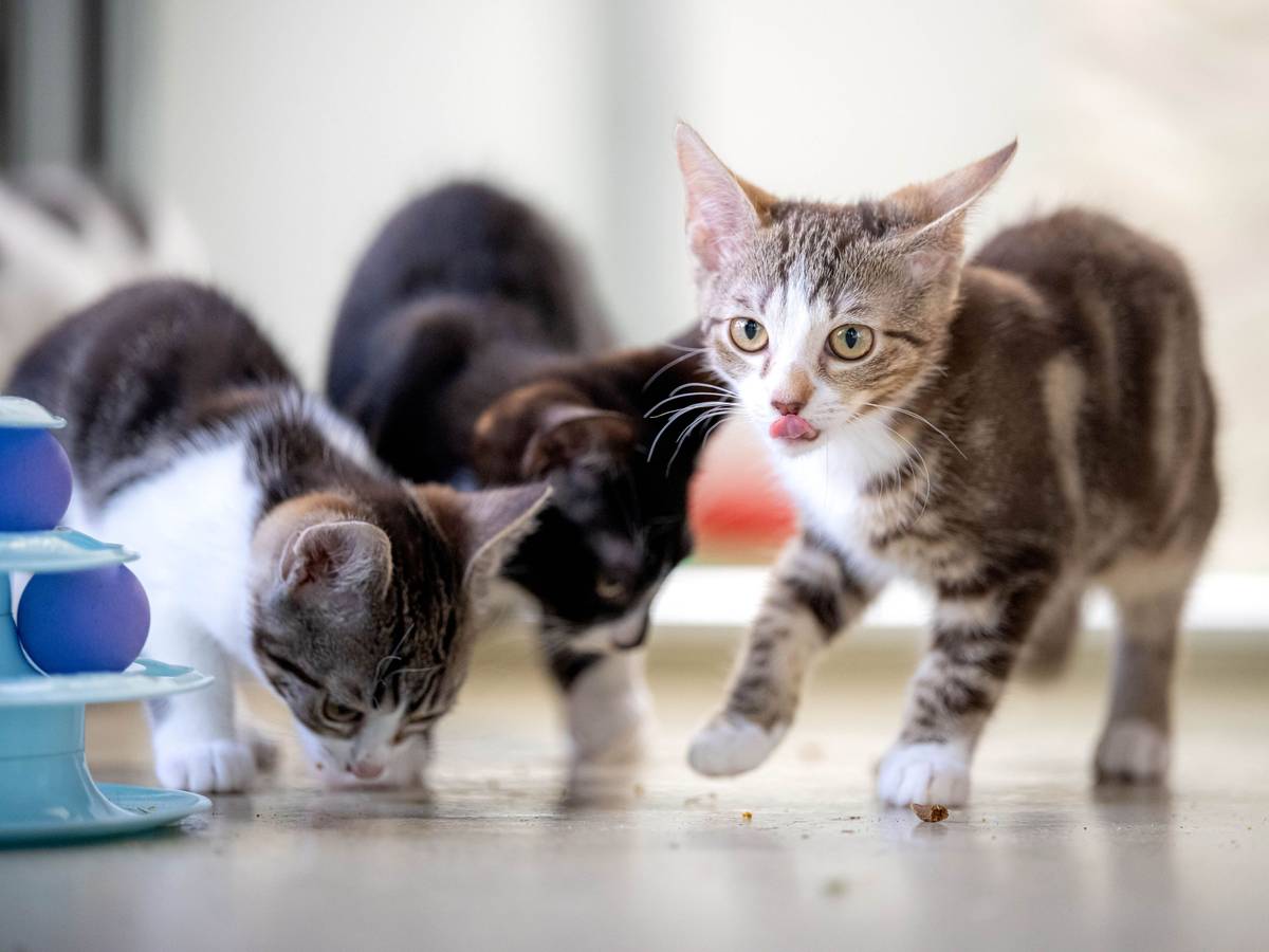 Drei junge Katzen fressen oder lecken sich die Nase.