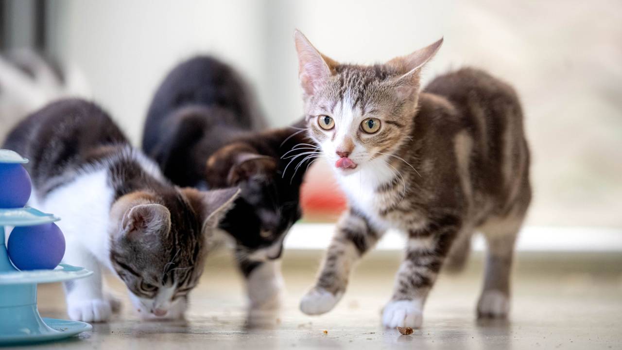 Drei junge Katzen fressen oder lecken sich die Nase.