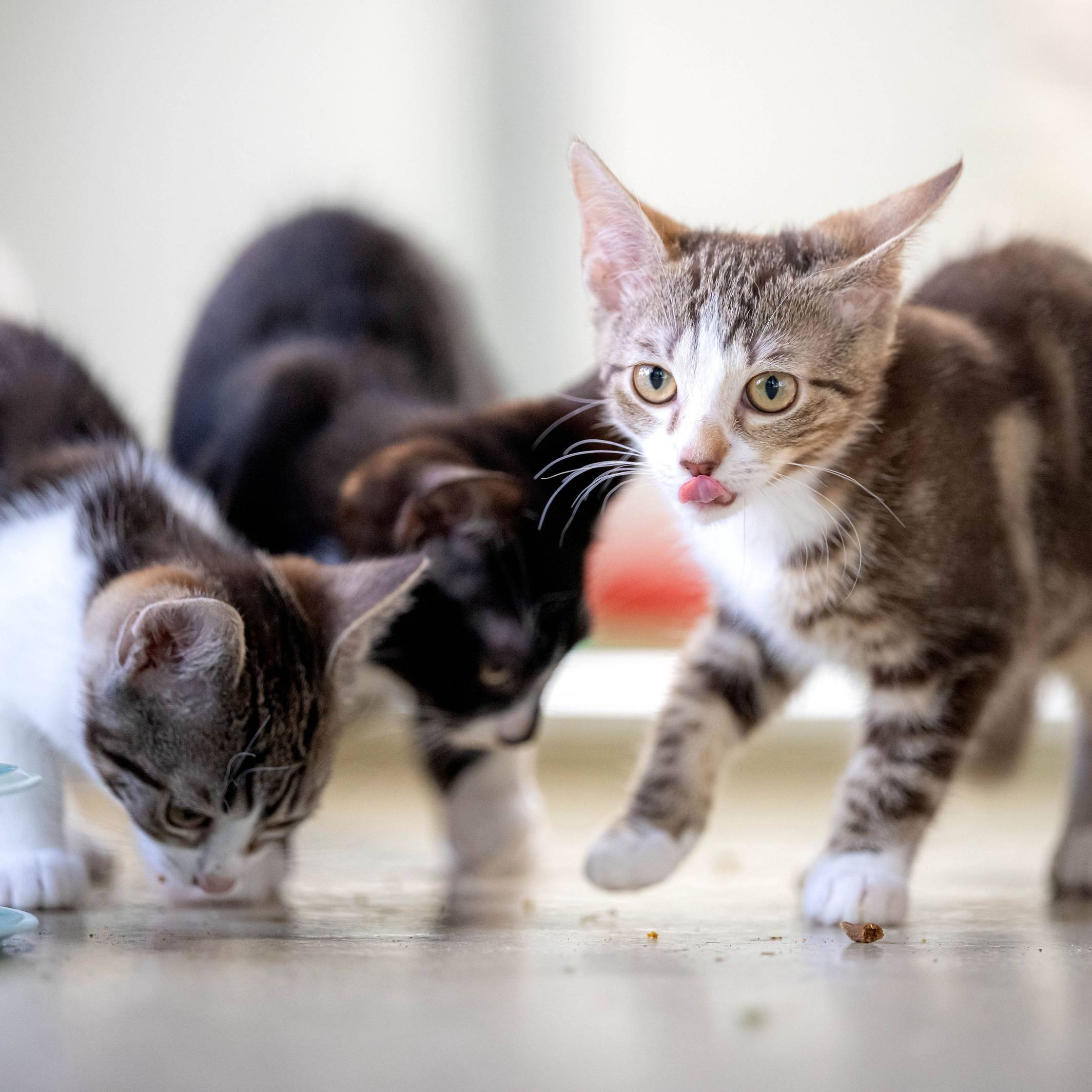 Drei junge Katzen fressen oder lecken sich die Nase.