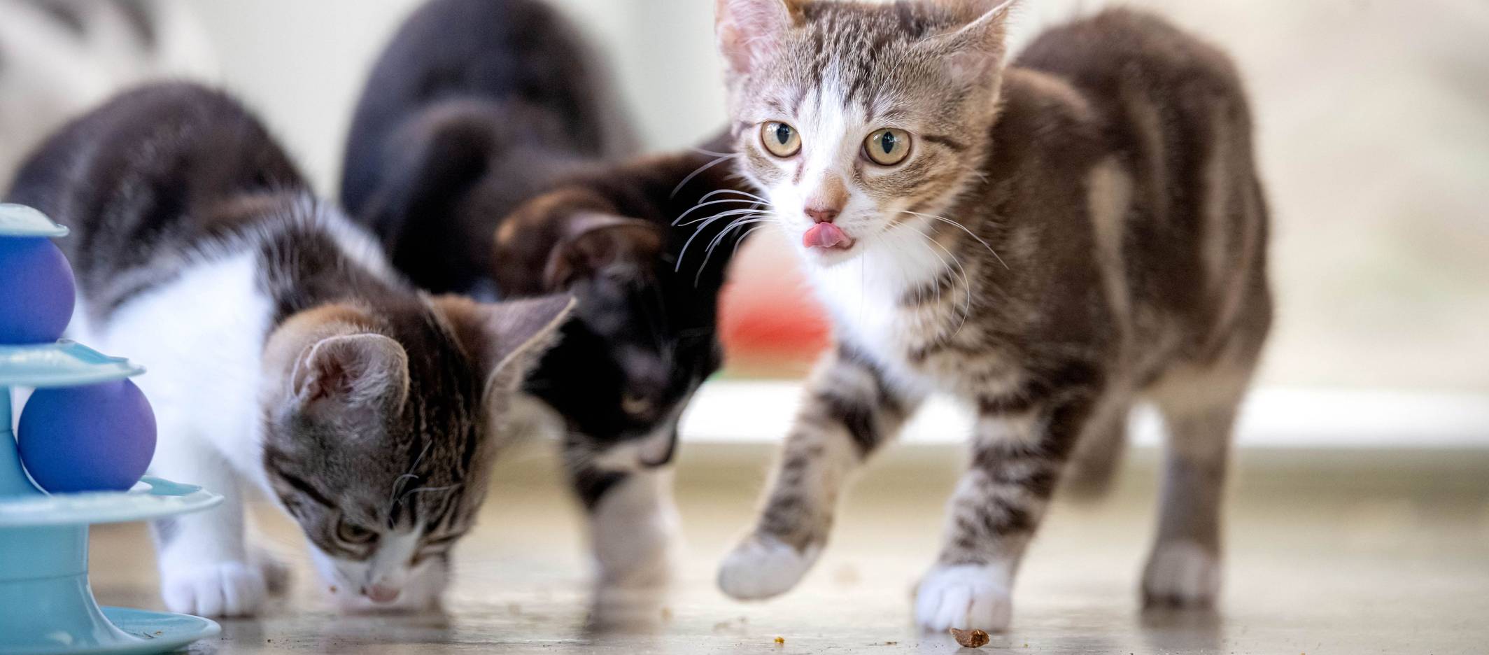 Drei junge Katzen fressen oder lecken sich die Nase.