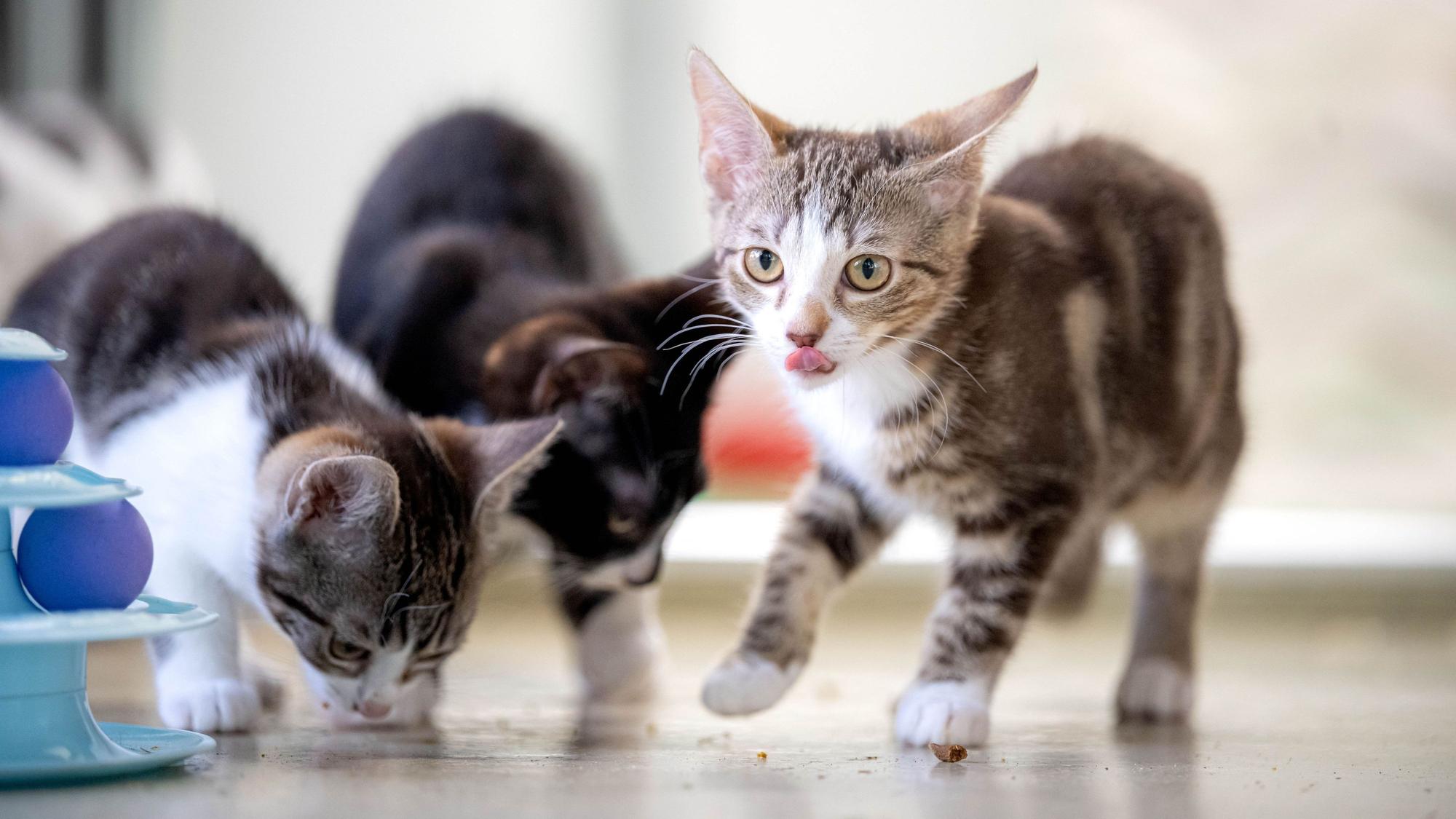 Drei junge Katzen fressen oder lecken sich die Nase.