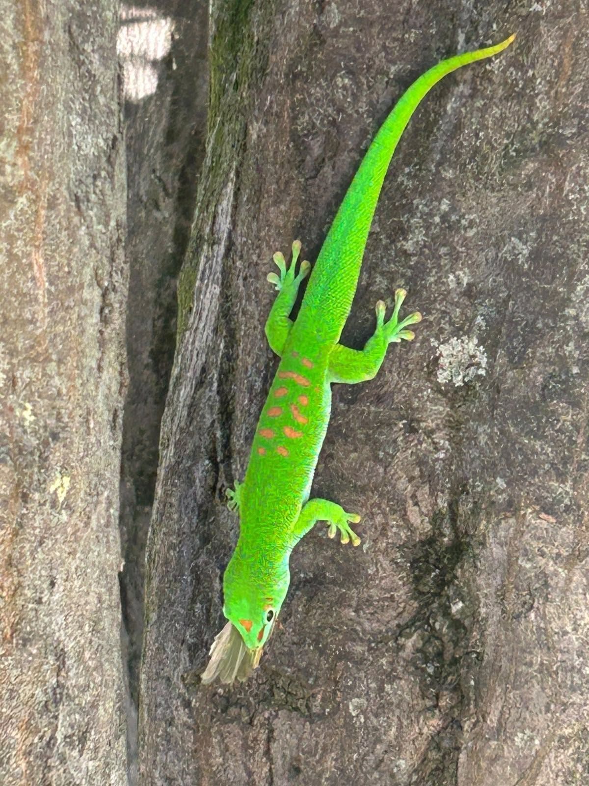 Der Gecko sitzt an einem Baum.