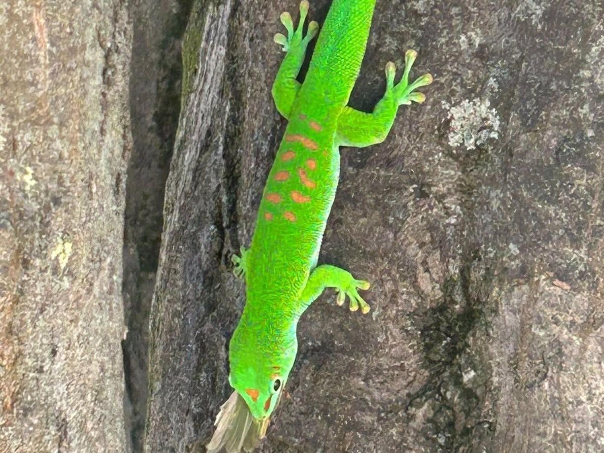Der Gecko sitzt an einem Baum.