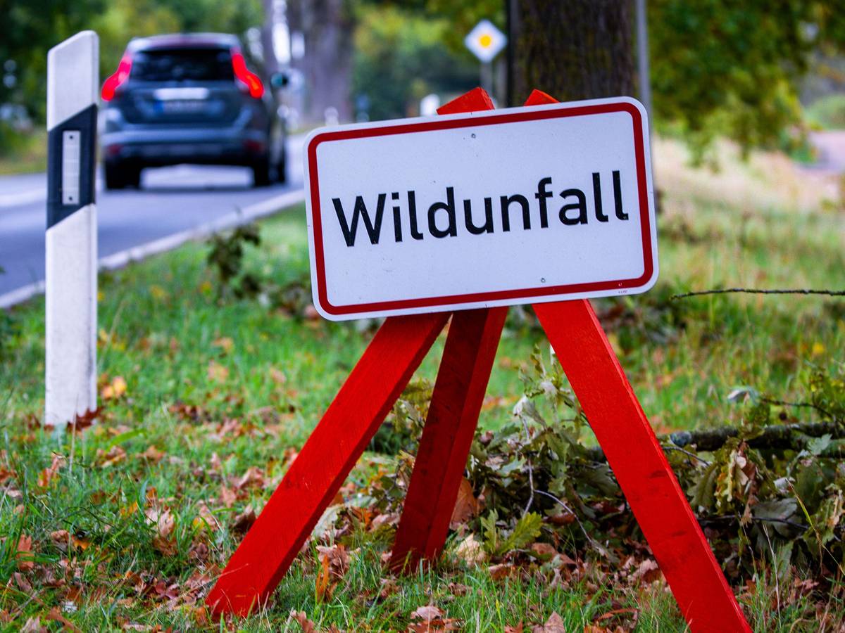 Ein Warnschild mit der Aufschrift „Wildunfall“ steht an einer Bundesstraße.