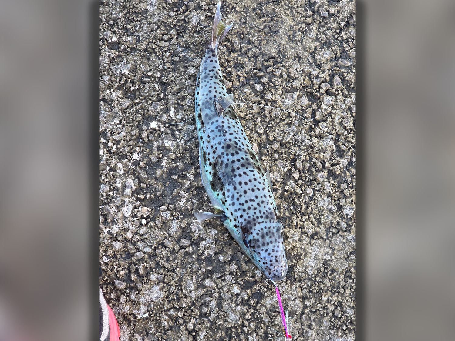 Ein Angler in Rijeka dachte zuerst, er habe einen Aal gefangen. Tatsächlich hing ein Hasenkopf-Kugelfisch an seiner Angel. Das Gift des Fisches kann Lähmungen und Atemstillstand auslösen.