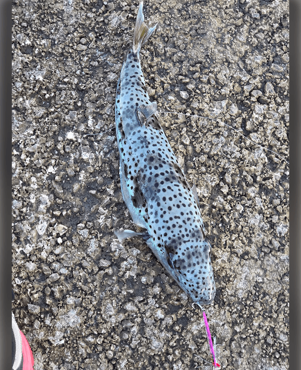 Ein Angler in Rijeka dachte zuerst, er habe einen Aal gefangen. Tatsächlich hing ein Hasenkopf-Kugelfisch an seiner Angel. Das Gift des Fisches kann Lähmungen und Atemstillstand auslösen.
