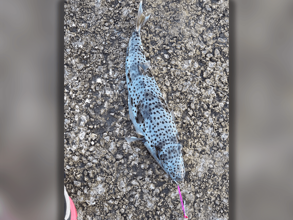 Ein Angler in Rijeka dachte zuerst, er habe einen Aal gefangen. Tatsächlich hing ein Hasenkopf-Kugelfisch an seiner Angel. Das Gift des Fisches kann Lähmungen und Atemstillstand auslösen.