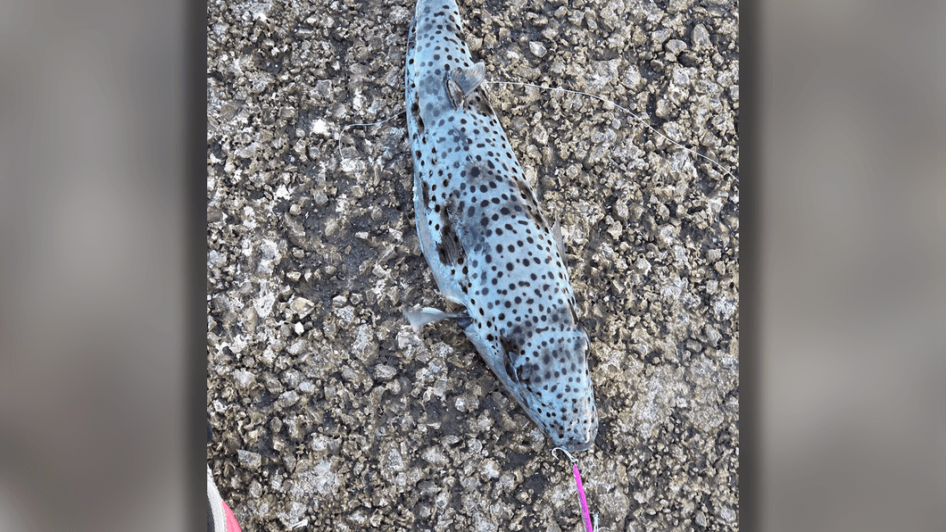 Ein Angler in Rijeka dachte zuerst, er habe einen Aal gefangen. Tatsächlich hing ein Hasenkopf-Kugelfisch an seiner Angel. Das Gift des Fisches kann Lähmungen und Atemstillstand auslösen.