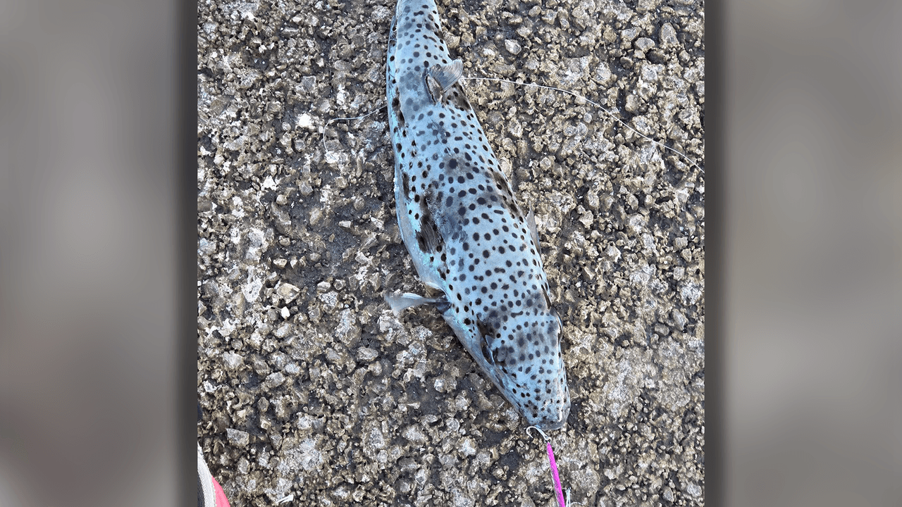 Ein Angler in Rijeka dachte zuerst, er habe einen Aal gefangen. Tatsächlich hing ein Hasenkopf-Kugelfisch an seiner Angel. Das Gift des Fisches kann Lähmungen und Atemstillstand auslösen.