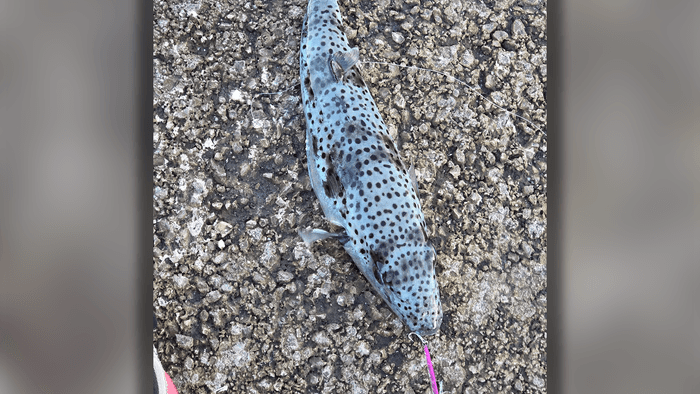 Ein Angler in Rijeka dachte zuerst, er habe einen Aal gefangen. Tatsächlich hing ein Hasenkopf-Kugelfisch an seiner Angel. Das Gift des Fisches kann Lähmungen und Atemstillstand auslösen.