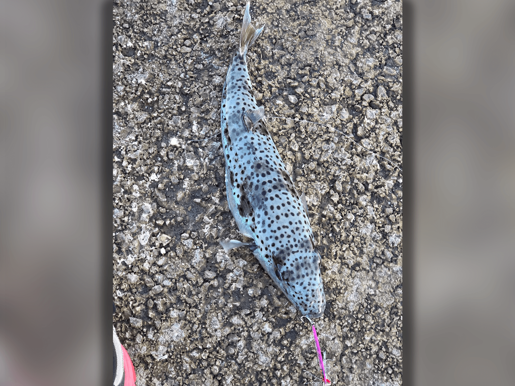 Ein Angler in Rijeka dachte zuerst, er habe einen Aal gefangen. Tatsächlich hing ein Hasenkopf-Kugelfisch an seiner Angel. Das Gift des Fisches kann Lähmungen und Atemstillstand auslösen.