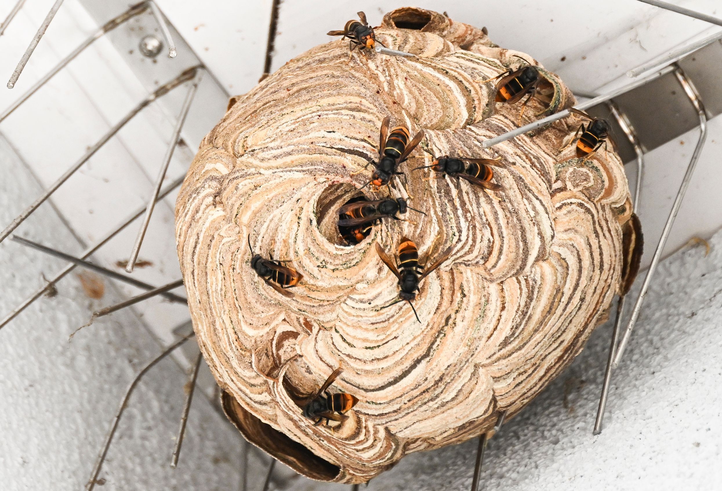 Asiatische Hornissen sind vor der Entfernung ihres Nests unter einem Dachvorsprung zu sehen.